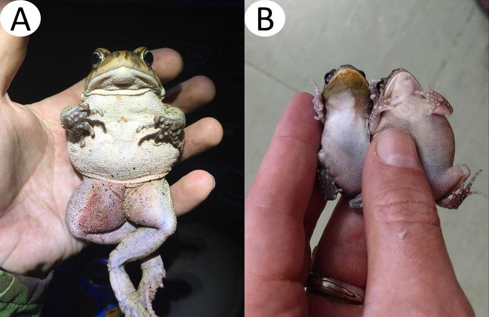 Toads from MauritiusV1