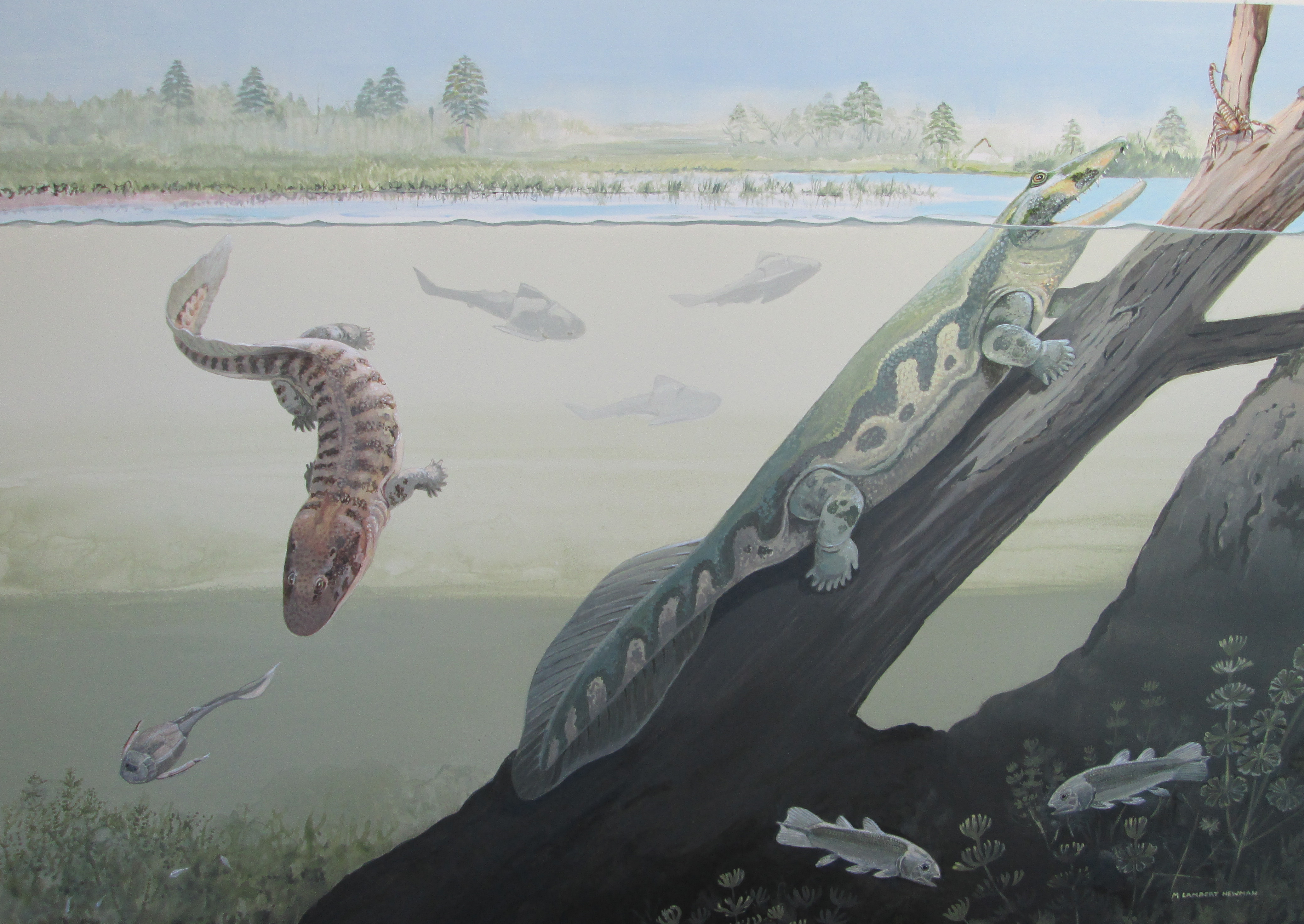 First tetrapods of Africa lived within the Devonian Antarctic Circle