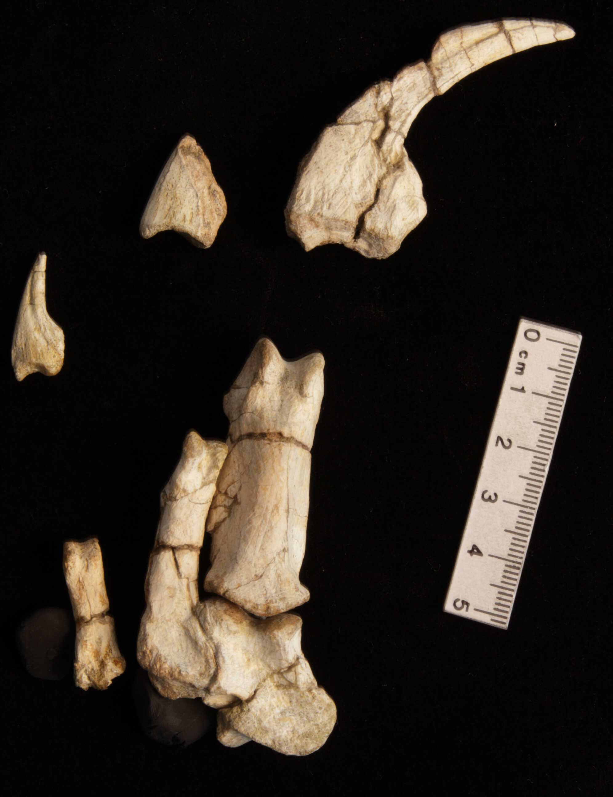 NEW FOSSILS FROM NORTH CHINA SHED LIGHT ON THE INCREMENTAL EVOLUTION OF INSECT-EATING DINOSAURS