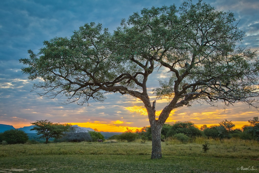 More than 9 000 tree species yet to be discovered