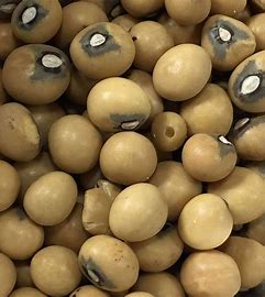 Bambara Groundnut