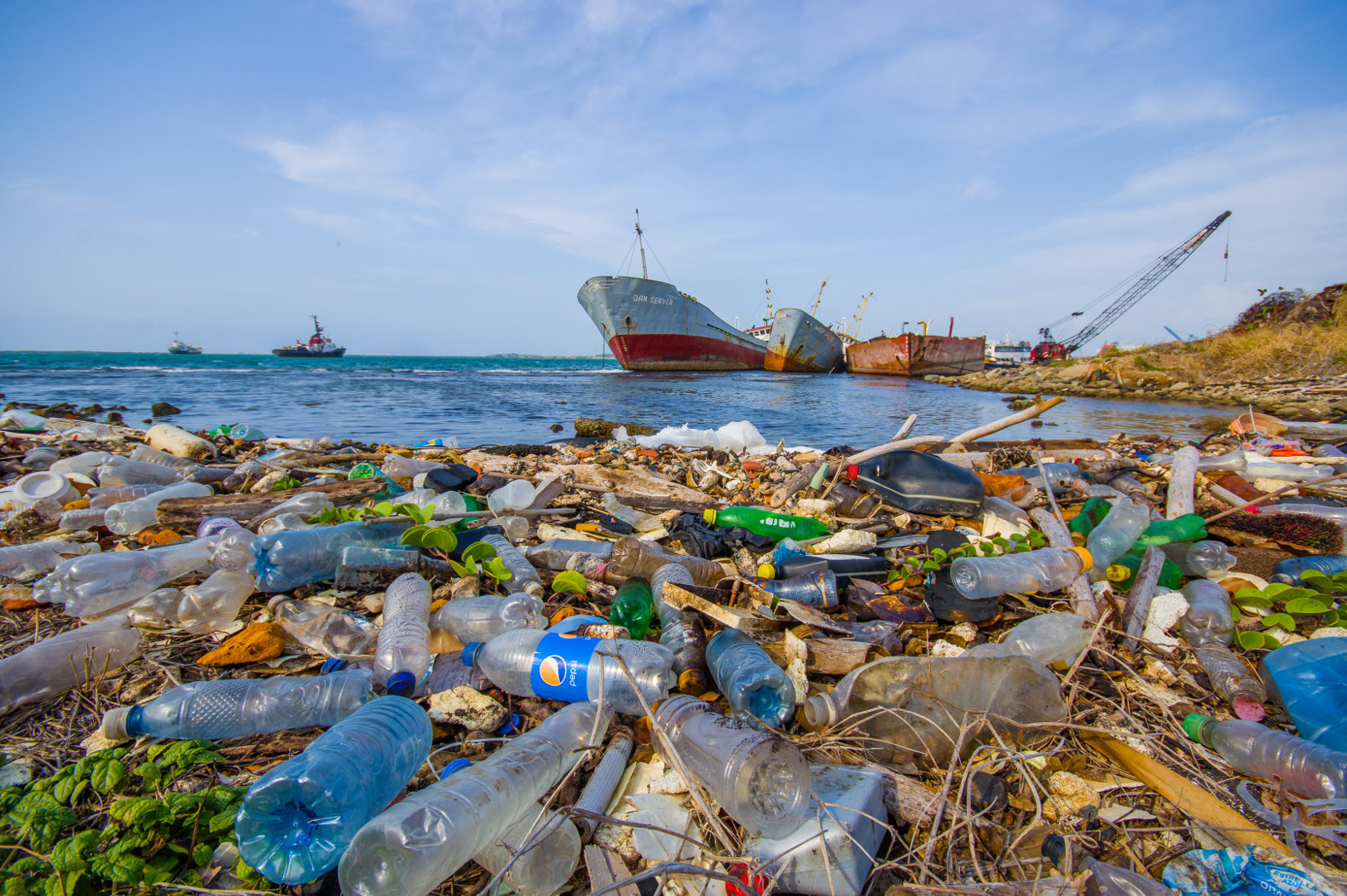 Fish or plastic for dinner in 2050?