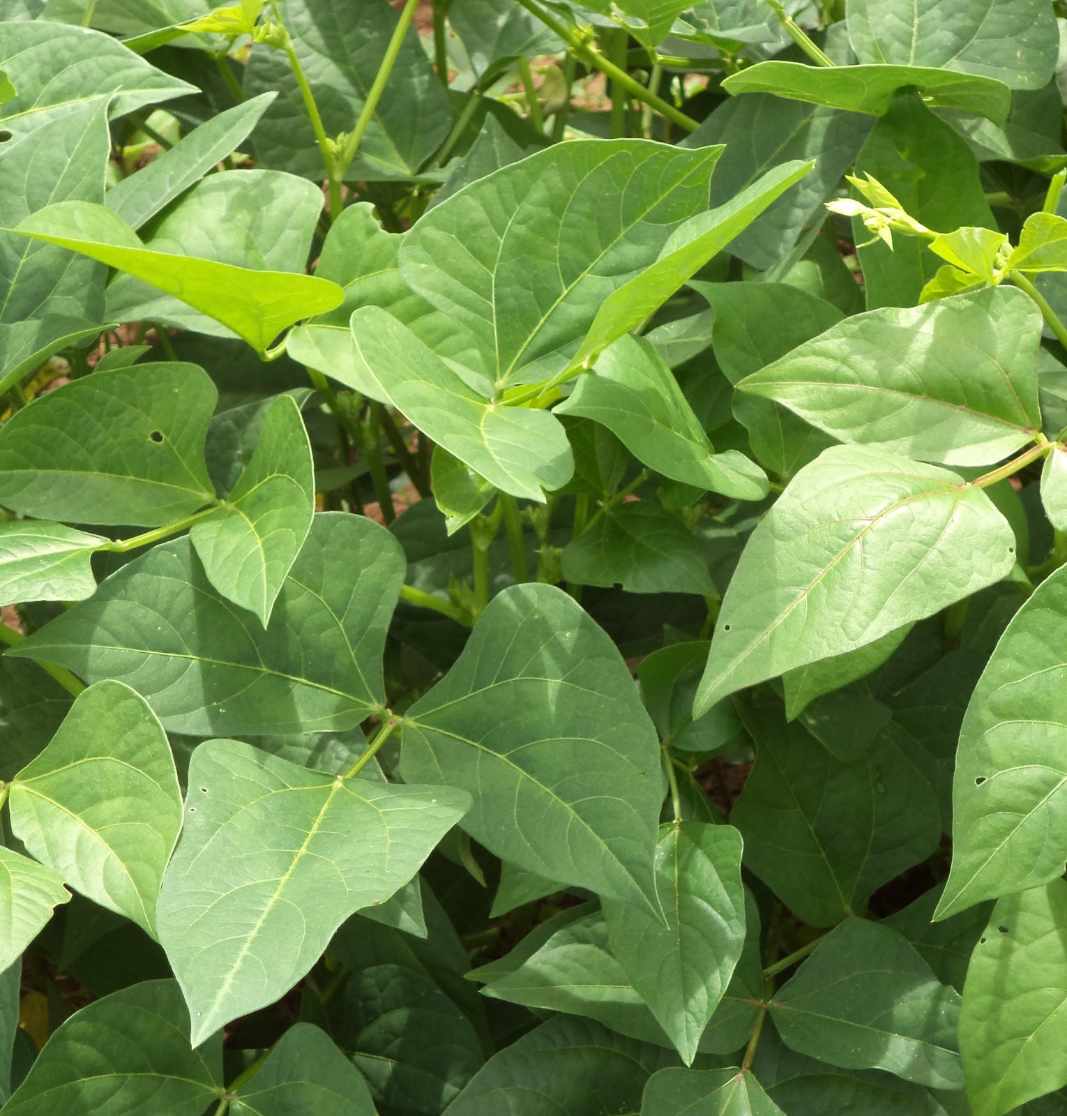 Cowpea leaves