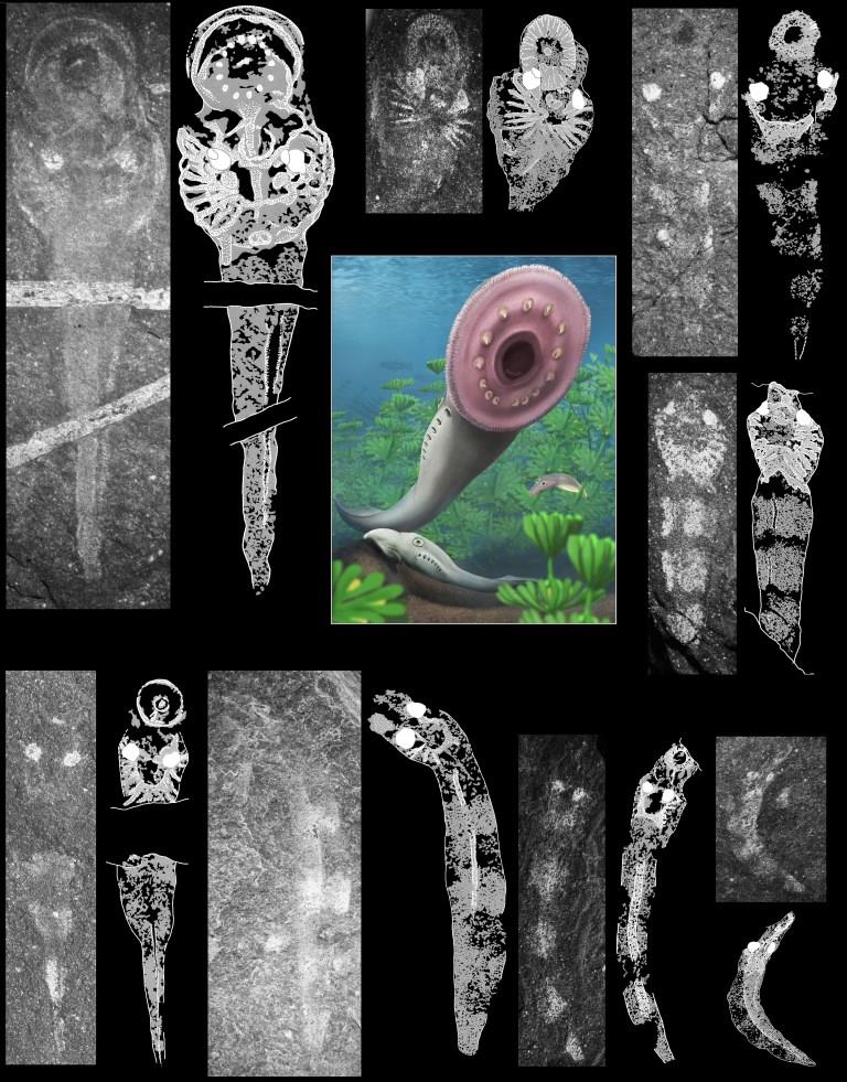 Rewriting History: Fossil lamprey larvae from South Africa overturn textbook assumptions on vertebrate origins