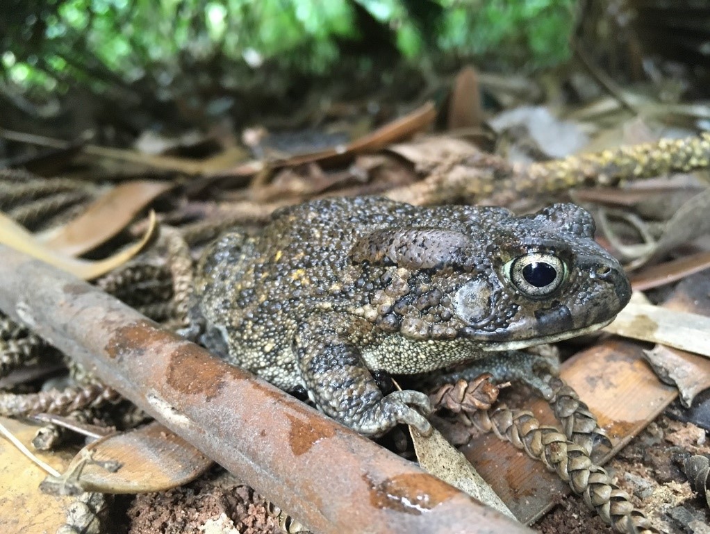 Miniature Guttural Toads on Mauritius and Réunion stun researchers