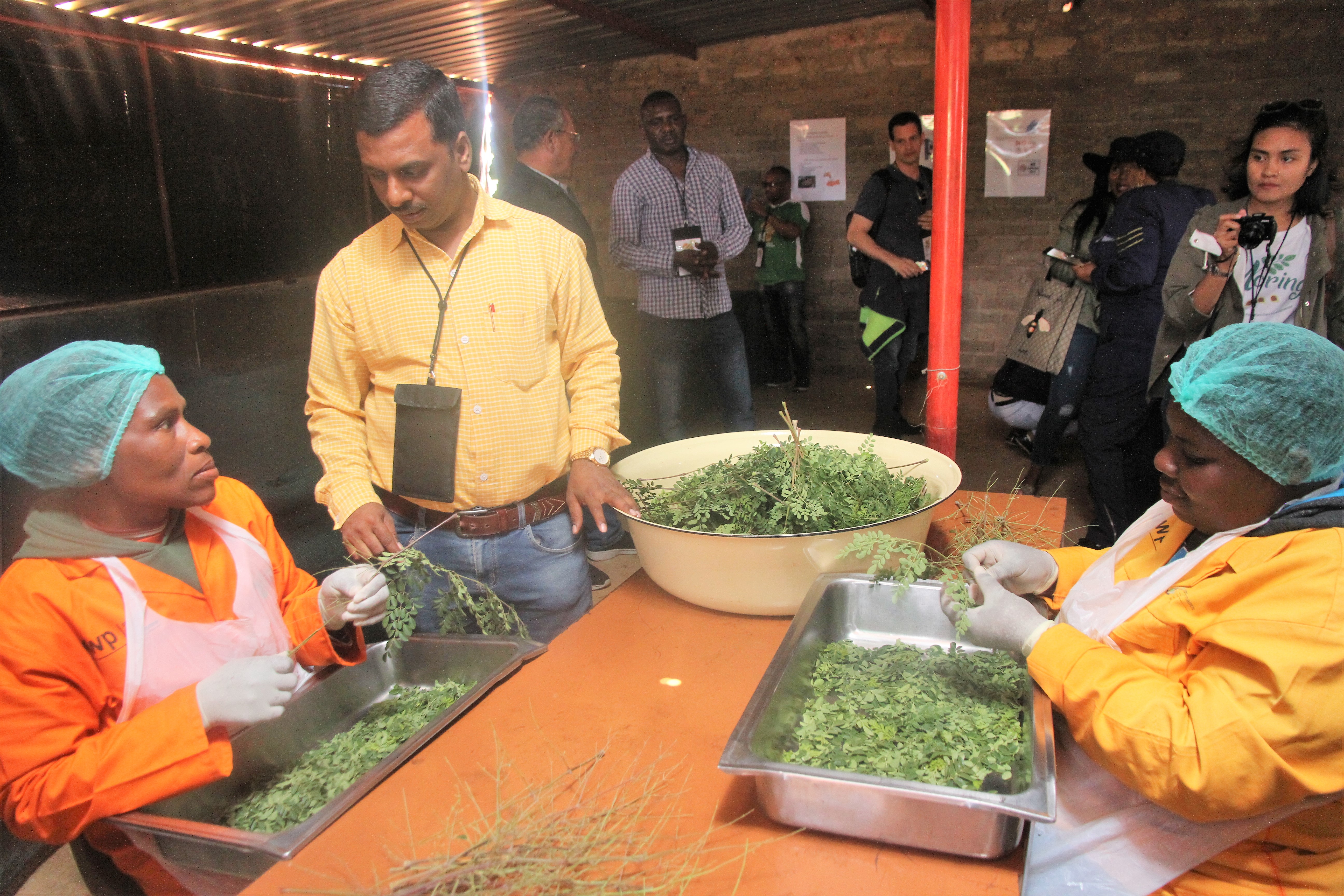 Burgeoning moringa industry could become bigger that cocoa