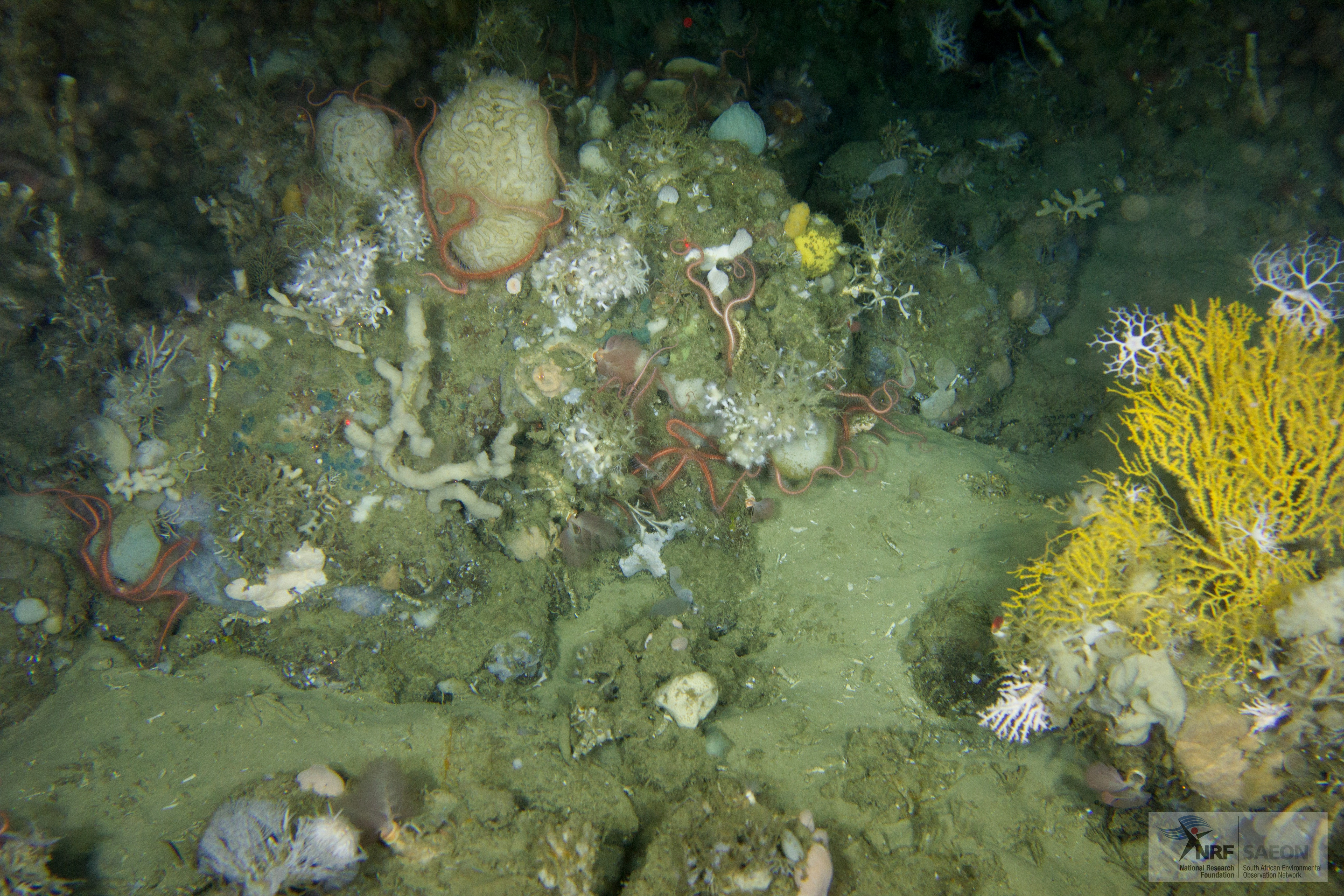 Marine Invertebrates Book puts a Spotlight on SA’s Excellence in Marine Science